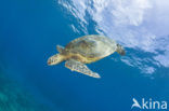 Green Turtle (Chelonia mydas) 