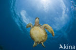 Green Turtle (Chelonia mydas) 