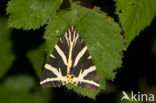 Jersey Tiger (Euplagia quadripunctaria)