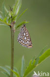 Spiegeldikkopje (Heteropterus morpheus) 