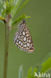 Spiegeldikkopje (Heteropterus morpheus) 