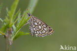 Spiegeldikkopje (Heteropterus morpheus) 