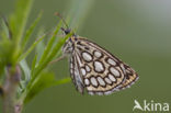 Spiegeldikkopje (Heteropterus morpheus) 