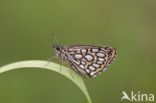 Spiegeldikkopje (Heteropterus morpheus) 