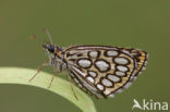 Large Chequered Skipper (Heteropterus morpheus)