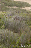 spiny rush