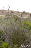 spiny rush