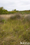spiny rush