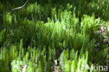 Stekende wolfsklauw (Lycopodium annotinum) 