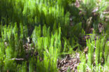 Stekende wolfsklauw (Lycopodium annotinum) 