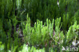 Interrupted Clubmoss (Lycopodium annotinum)