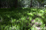 Stekende wolfsklauw (Lycopodium annotinum) 