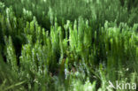 Interrupted Clubmoss (Lycopodium annotinum)