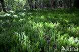 Stekende wolfsklauw (Lycopodium annotinum) 