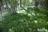 Stekende wolfsklauw (Lycopodium annotinum) 