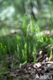 Stekende wolfsklauw (Lycopodium annotinum) 