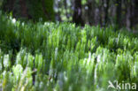 Stekende wolfsklauw (Lycopodium annotinum) 