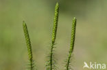 Interrupted Clubmoss (Lycopodium annotinum)