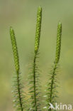 Interrupted Clubmoss (Lycopodium annotinum)