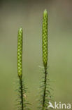 Stekende wolfsklauw (Lycopodium annotinum) 