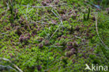 Stijf veenmos (Sphagnum capillifolium) 