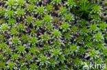 Red Bog-moss (Sphagnum capillifolium)