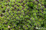 Red Bog-moss (Sphagnum capillifolium)