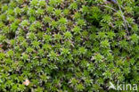 Stijf veenmos (Sphagnum capillifolium) 