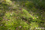 Red Bog-moss (Sphagnum capillifolium)