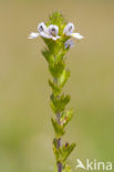 Stijve ogentroost (Euphrasia stricta) 