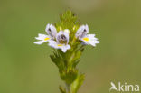 Stijve ogentroost (Euphrasia stricta) 