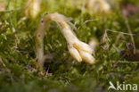 Yellow Bird’s Nest (Monotropa hypopitys)