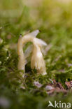 Yellow Bird’s Nest (Monotropa hypopitys)