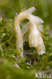 Yellow Bird’s Nest (Monotropa hypopitys)