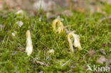 Yellow Bird’s Nest (Monotropa hypopitys)