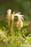 Yellow Bird’s Nest (Monotropa hypopitys)