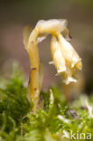 Yellow Bird’s Nest (Monotropa hypopitys)