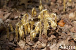 Yellow Bird’s Nest (Monotropa hypopitys)