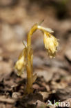 Yellow Bird’s Nest (Monotropa hypopitys)