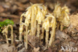Yellow Bird’s Nest (Monotropa hypopitys)