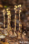 Yellow Bird’s Nest (Monotropa hypopitys)