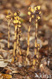 Yellow Bird’s Nest (Monotropa hypopitys)