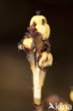 Yellow Bird’s Nest (Monotropa hypopitys)