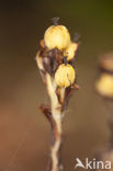 Yellow Bird’s Nest (Monotropa hypopitys)