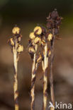 Yellow Bird’s Nest (Monotropa hypopitys)