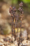 Yellow Bird’s Nest (Monotropa hypopitys)