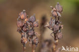 Yellow Bird’s Nest (Monotropa hypopitys)