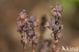 Stofzaad (Monotropa hypopitys) 