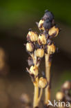 Yellow Bird’s Nest (Monotropa hypopitys)