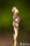 Yellow Bird’s Nest (Monotropa hypopitys)